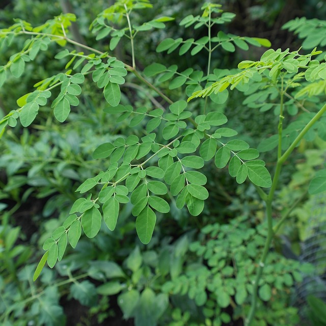 Organic Moringa Leaf